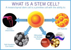 stem cell therapy jacksonville fl