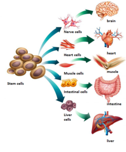 stem-cell-therapy-jacksonville-fl